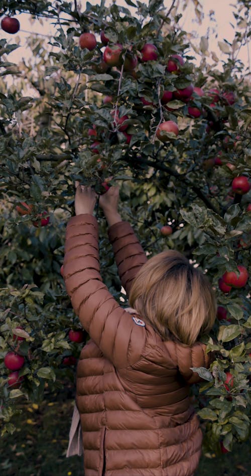 A Woman Picking a Red Apple from the Tree