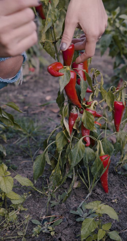 Paprika Videos, Download The BEST Free 4k Stock Video Footage & Paprika HD  Video Clips
