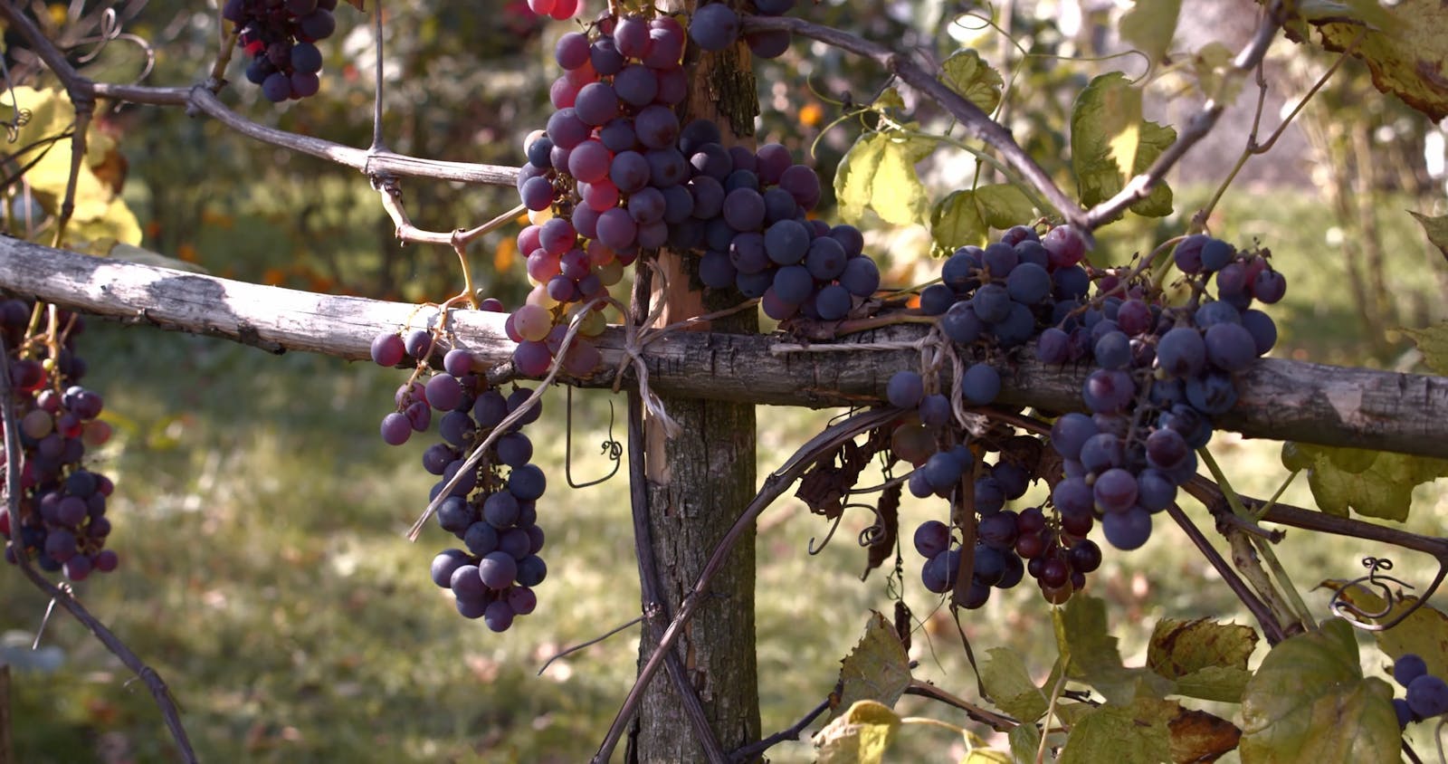 Grape Garden Videos, Download The BEST Free 4k Stock Video Footage