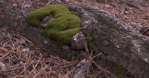 Moss on a Log