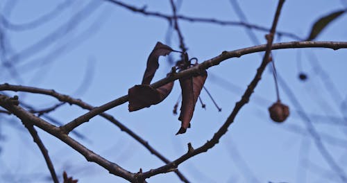 Shallow Focus of a Dry Leaf on Tree Branches