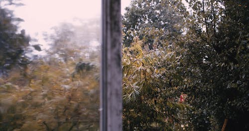 A Tree Wet With Rain