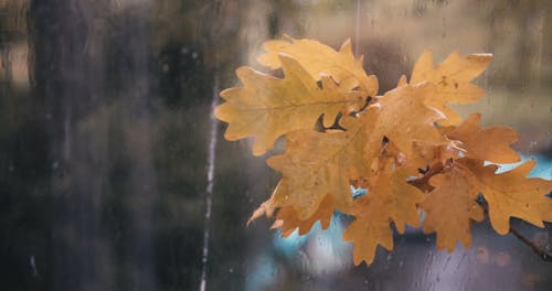 Close-Up View of Wet Autumn Leaves While Raining