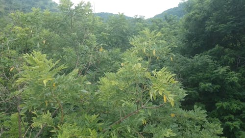 Aerial Footage of Trees