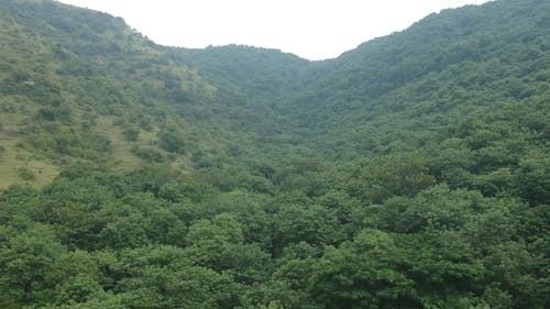 Drone Footage of Green Mountain Forest