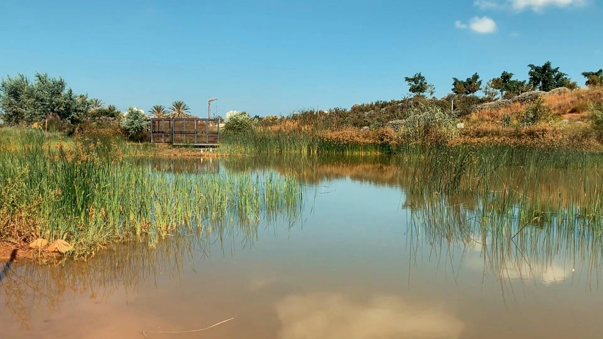 view-of-a-muddy-lake-view-free-stock-video