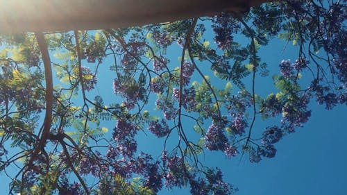 Sunrays Through Tree Branches