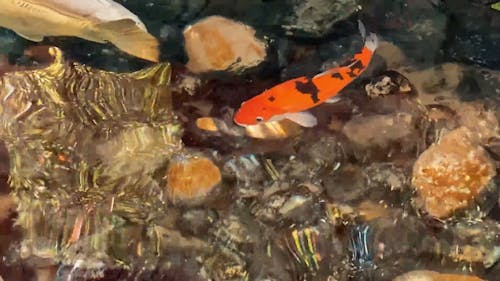 Group of Koi Fish in a Pond