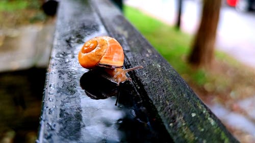 Close-Up View of a Snail