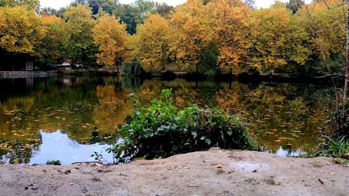 Beautiful Lake in the Park