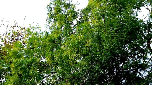 Low Angle Shot Of A Tree