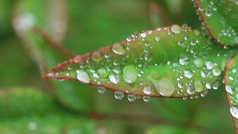 节气白露高清视频视频素材视频素材