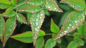 节气白露高清视频视频素材视频素材
