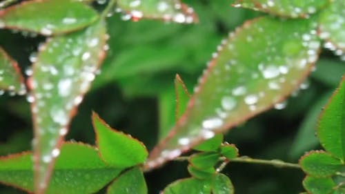 Raindrops on Green Leaves Close up