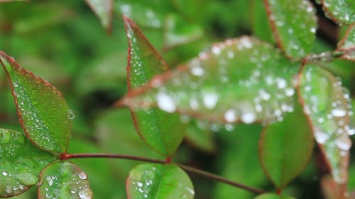 Water Droplets on Leaves