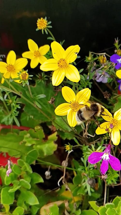 Video of a Bee on a Flower
