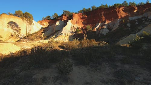 Grass And Plants In The Wilderness