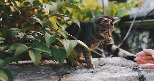 Person Playing with Cat