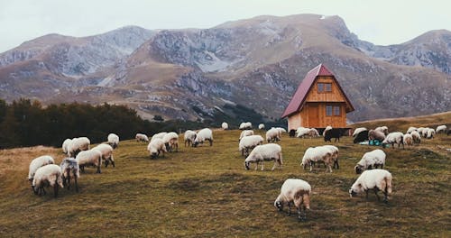 Herds Of Sheep In A Pasture Land