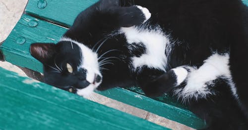 A Black and White Cat Yawning While Lying Down