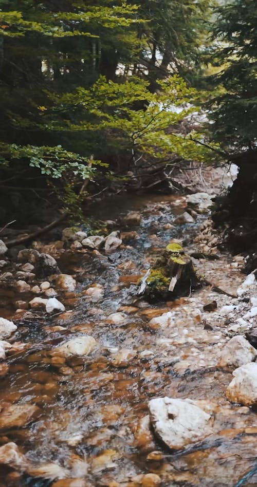 A Rocky River In The Forest