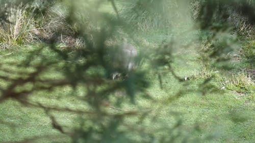 Wild Kangaroo on a Grass Field