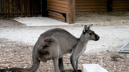 A Kangaroo Eating Food