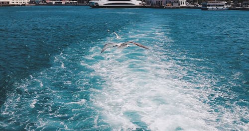 Seagulls Flying Over The Sea Water