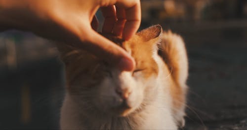 A Person Petting a Cat