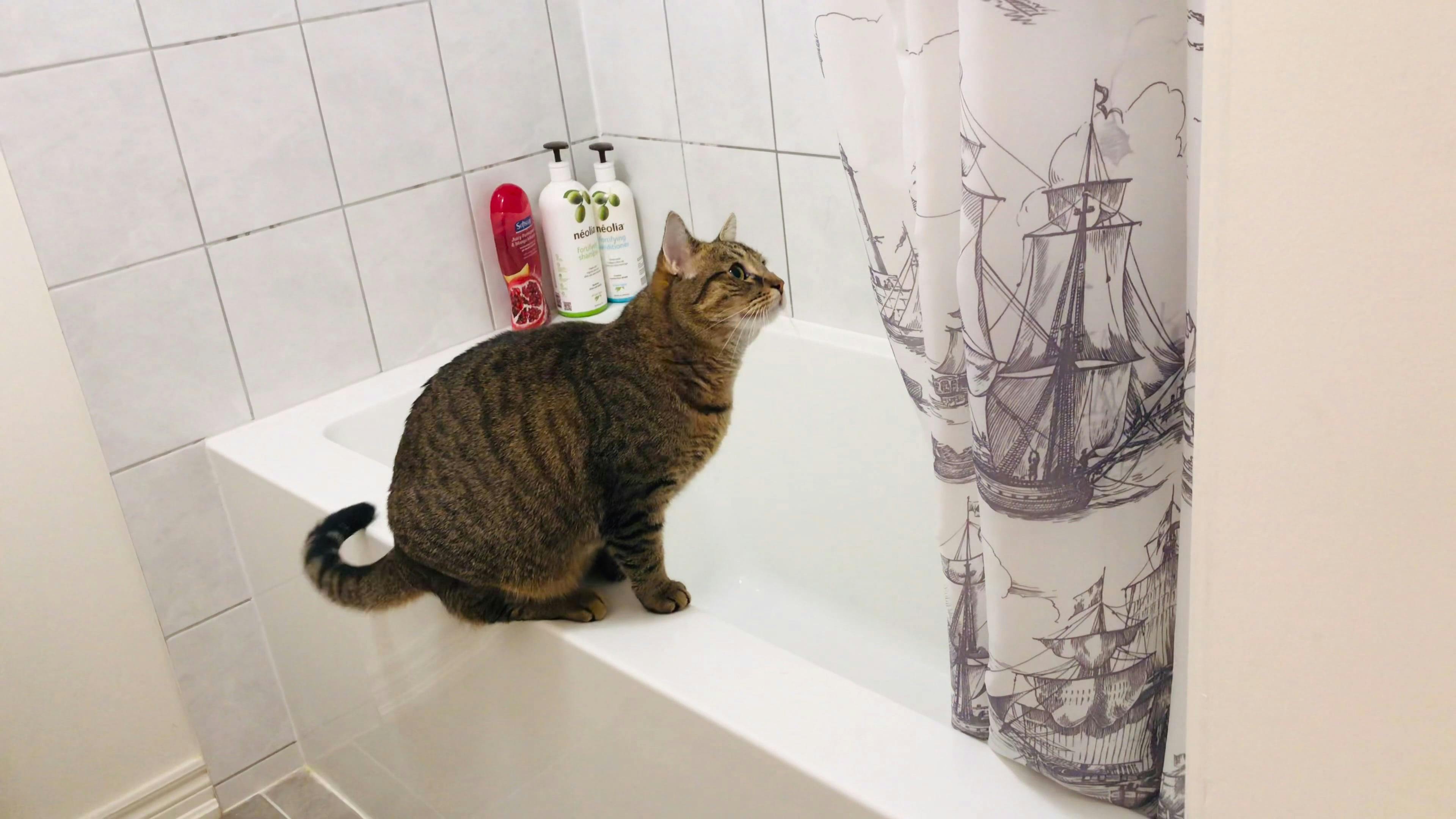 Cat Bathroom Videos, Download The BEST Free 4k Stock Video Footage