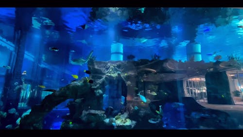 Large Aquarium at a Public Place
