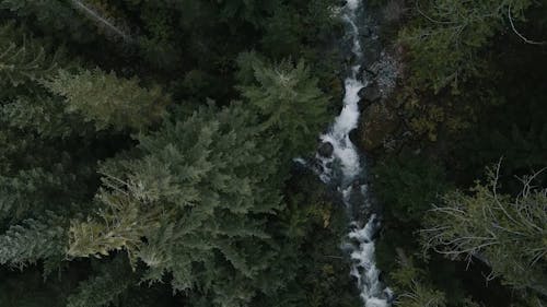 River in the Forest