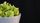 lettuce