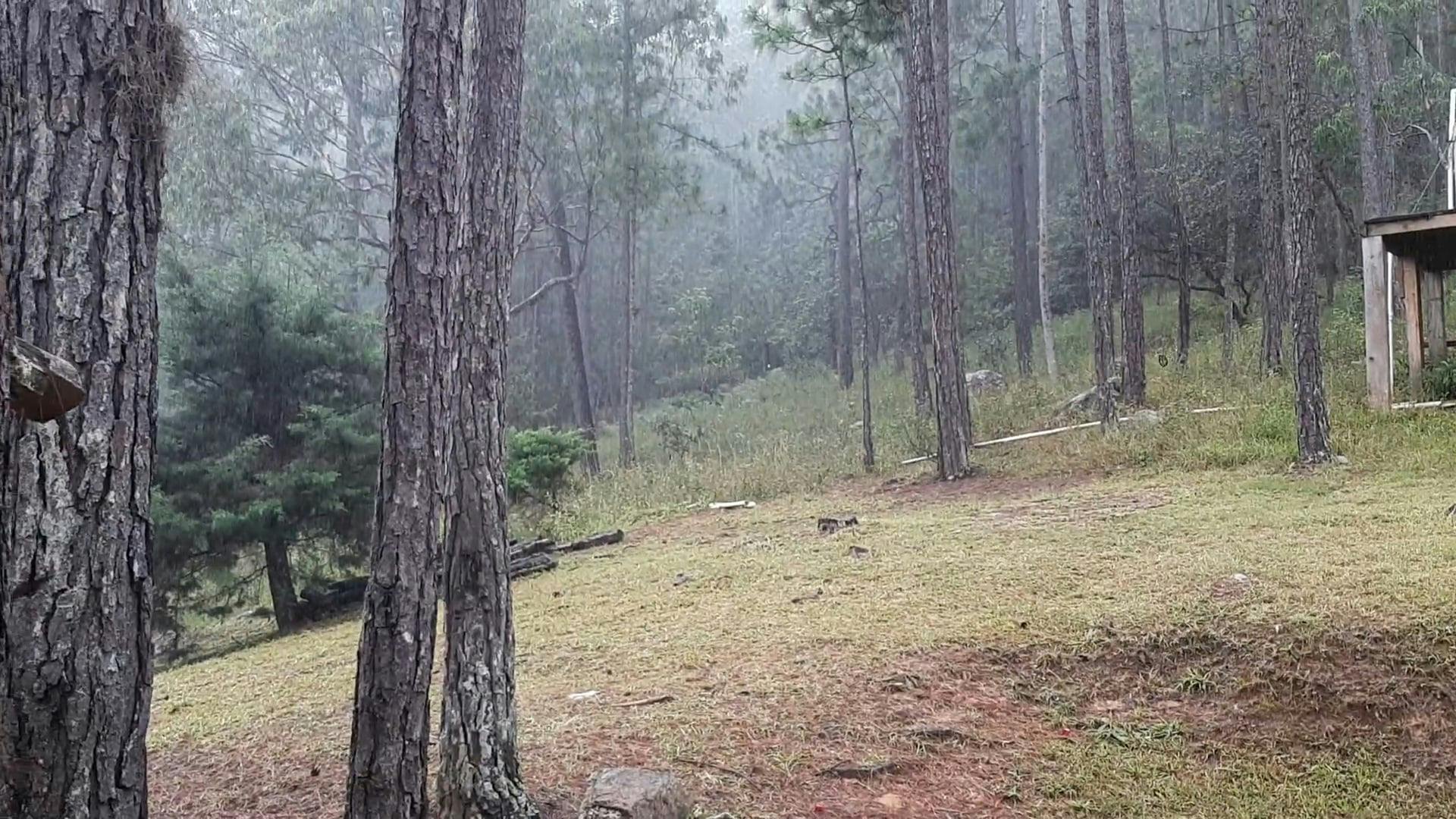 Video by Pablo Osorio