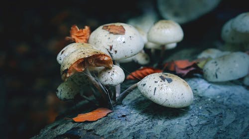 Forest Mushrooms