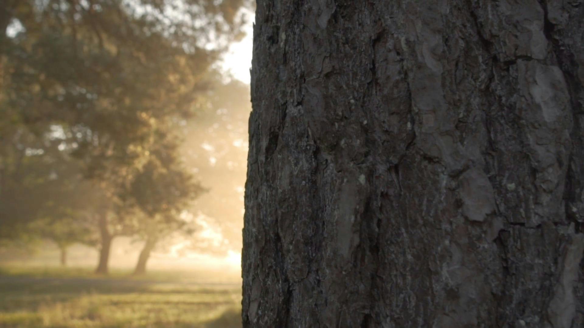 Video by Matthias Groeneveld