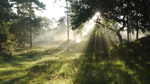 Landscape Shot of Sun ray in the Forest 