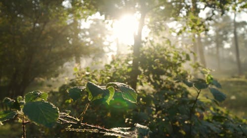 A Foggy Forest During Sunrise