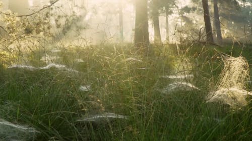 Spiderweb in the Forest 