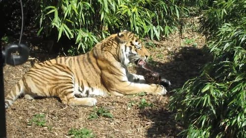 Tiger Videos, Download The BEST Free 4k Stock Video Footage & Tiger HD Video Clips Tiger Videos, Download The BEST Free 4k Stock Video Footage & Tiger HD Video Clips