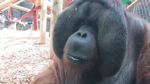 An Orangutan is Eating Inside His Cage 
