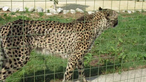 Leopard in a Zoo