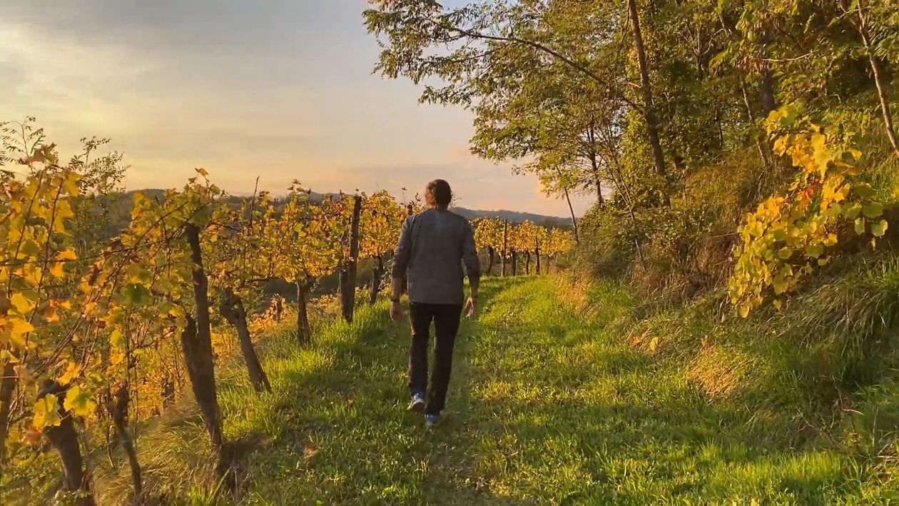 Back View of Man Walking in Countryside Free Stock Video Footage ...