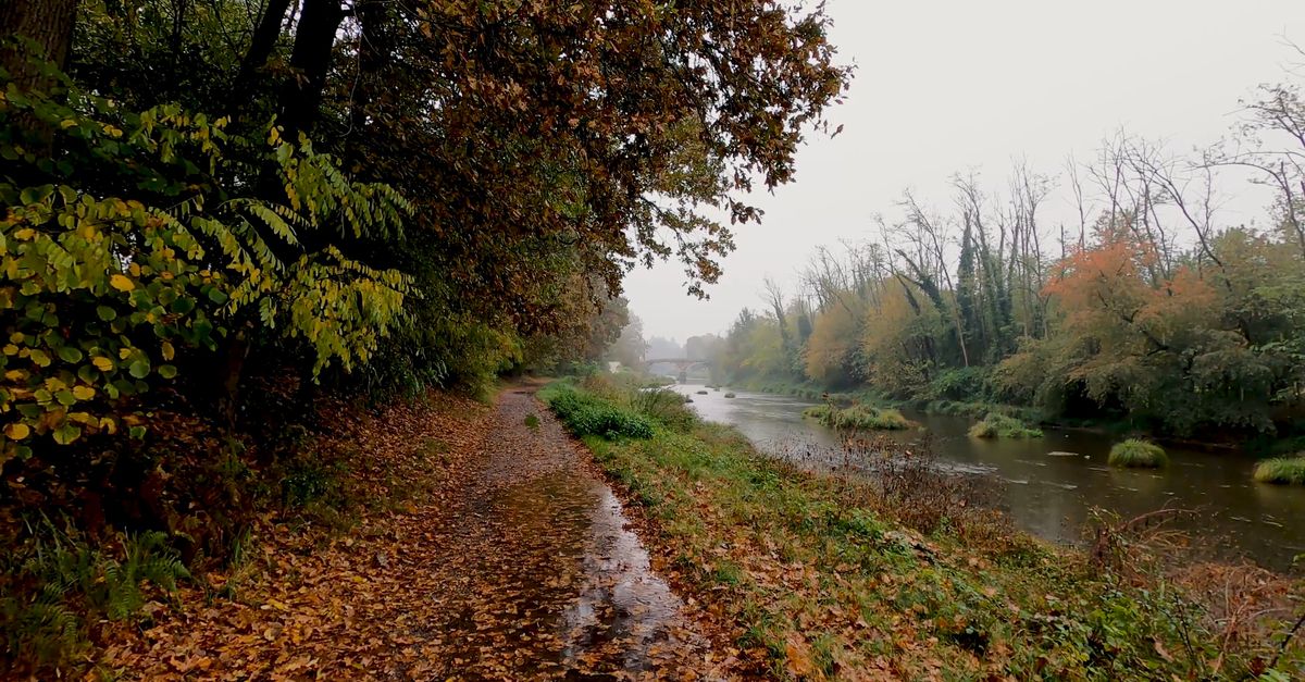 River Bank Raining Forest River Bank on Rainy Day Free Stock Video Footage, Royalty-Free ...