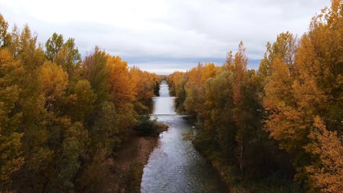 Forest in Autumn 