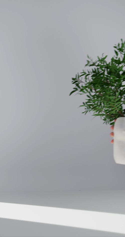 Person Putting a Indoor Plant on the Table