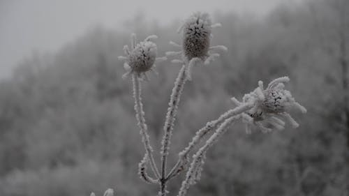 Frozen Flowers in Cold Winter