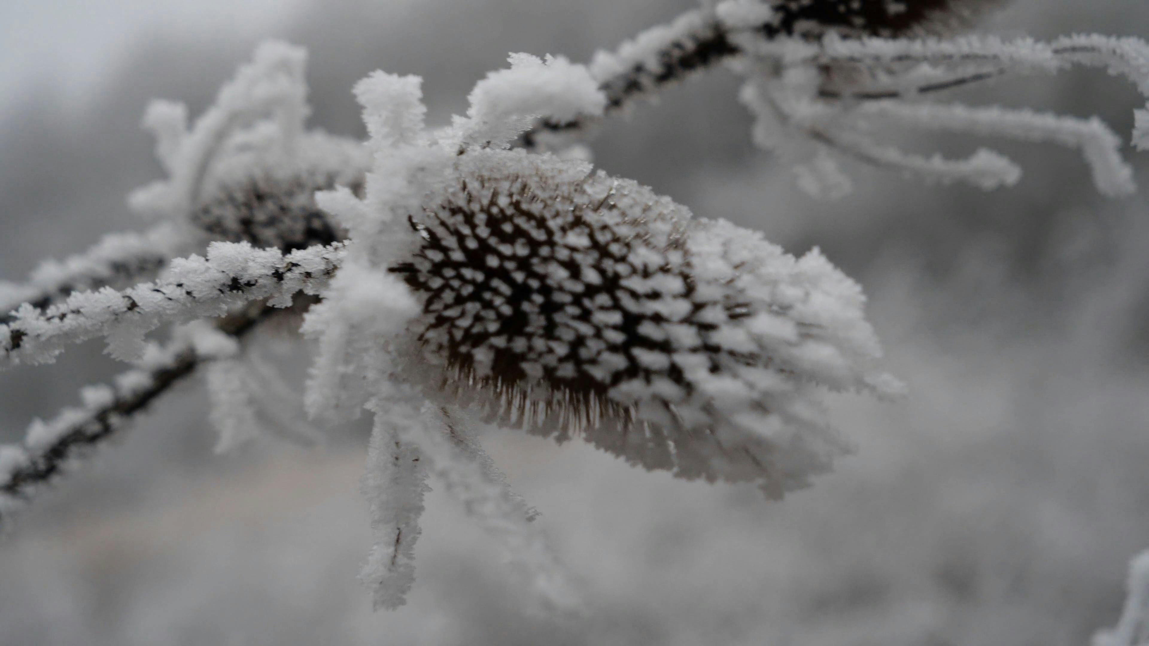 Frost on Thistle Flower Close up · Free Stock Video