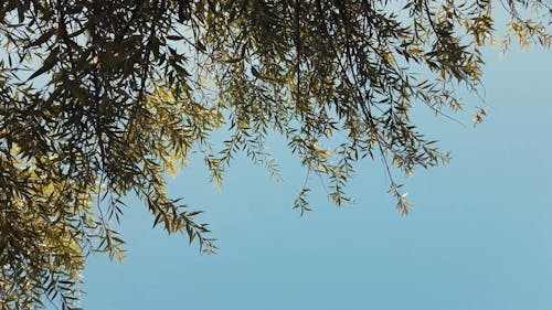 Tree Branches and Leaves Swaying 