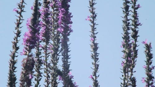 A Video Footage of Swaying Flowers